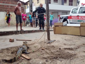 jacare_carro_mercadinho