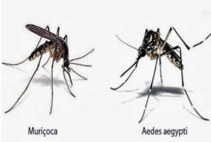 Aedes e Muriçoca